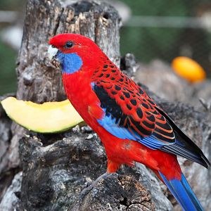 Crimson rosella (Platycercus elegans), 2019-10-04