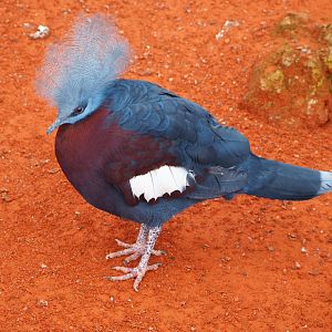 Sclater's crowned-pigeon (Goura sclateri), 2019-10-04