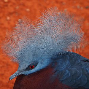 Sclater's crowned-pigeon (Goura sclateri), 2019-10-04