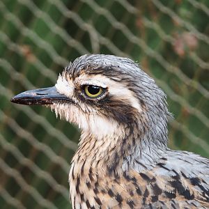 Bush stone-curlew (Burhinus grallarius), 2019-10-04