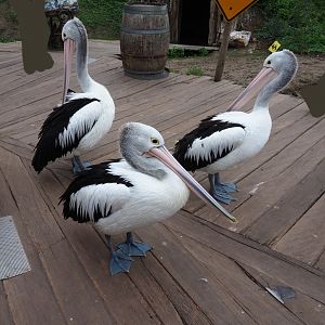 Australian pelicans (Pelecanus conspicillatus), 2019-10-04