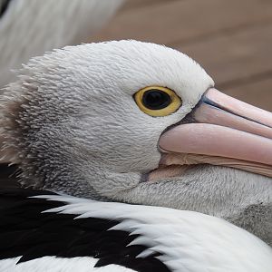 Australian pelican (Pelecanus conspicillatus), 2019-10-04