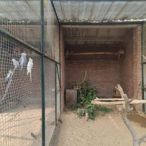 leopard cat (Prionailurus bengalensis)