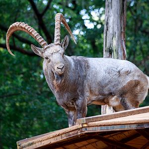 Siberian ibex