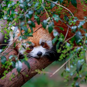 Red panda