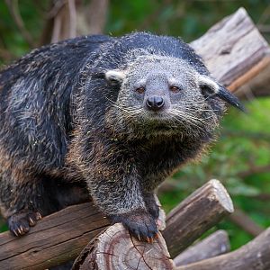 Binturong