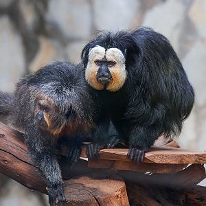 White-faced saki