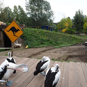 Walk-through exhibit with Australian pelicans, eastern grey kangaroos and red kangaroos, 2019-10-04