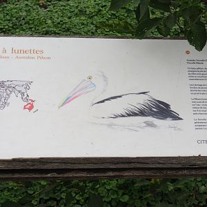 Australian pelican signage, 2019-10-04