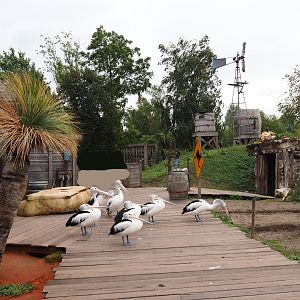Walk-through exhibit with Australian pelicans, eastern grey kangaroos and red kangaroos, 2019-10-04