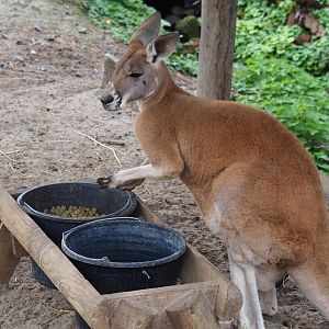 Male red kangaroo (Macropus rufus), 2019-10-04
