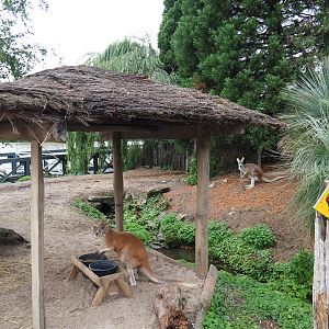 Kangaroo feeding area in the kangaroo and Australian pelican walk-through exhibit, 2019-10-04