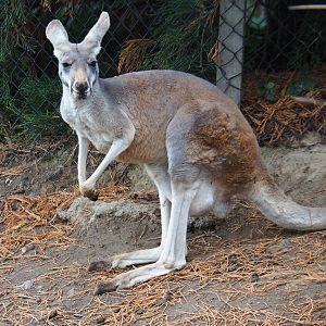 Female red kangaroo (Macropus rufus), 2019-10-04