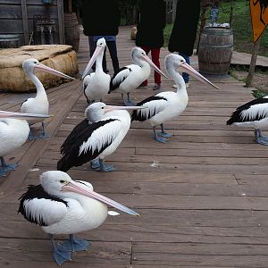 Australian pelicans (Pelecanus conspicillatus), 2019-10-04