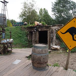 Australian theming in the Australian pelican, eastern grey kangaroo and red kangaroo walk-through, 2019-10-04