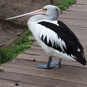 Australian pelican (Pelecanus conspicillatus), 2019-10-04