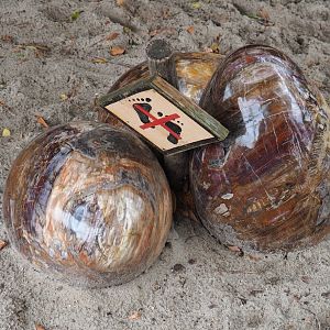 Australian area theming - Weird shiny egg-shaped rocks, 2019-10-04