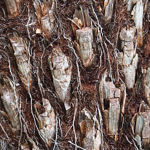 Detail of a tree fern trunk, 2019-10-04