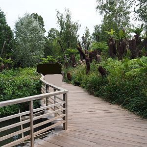 Australian area - Tree fern valley, 2019-10-04