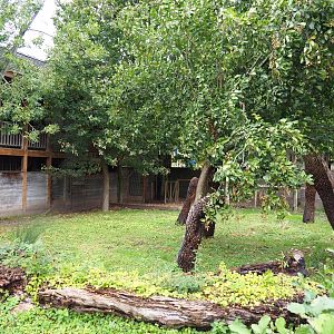 First Double-wattled cassowary exhibit, 2019-10-04