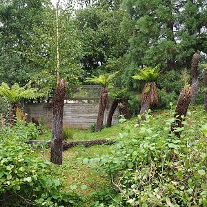 Second Double-wattled cassowary exhibit, 2019-10-04
