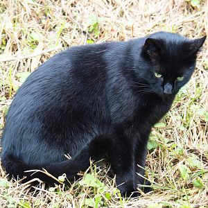 Black domestic cat (Felis catus) in the Australian area, 2019-10-04