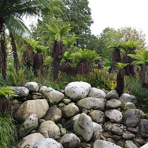 Australian area - Tree fern valley, 2019-10-04