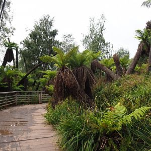 Australian area - Tree fern valley, 2019-10-04
