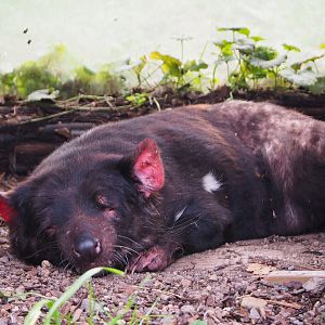 Sleeping Tasmanian devil (Sarcophilus harrisii), 2019-10-04