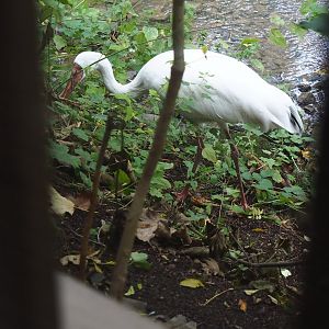 Siberian crane (Leucogeranus leucogeranus), 2019-10-04