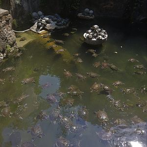 Terrapin Pool