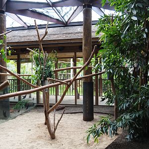 First Queensland koala exhibit, 2019-10-04