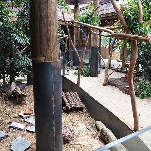 Second Queensland koala exhibit and Western brush-tailed bettong exhibit, 2019-10-04