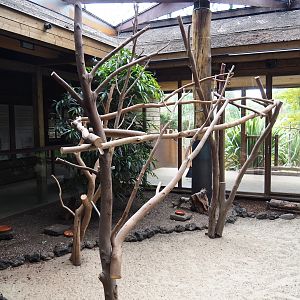Third Queensland koala exhibit, 2019-10-04