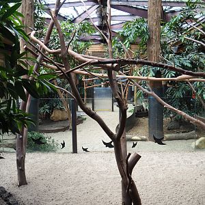 Queensland koala exhibits, 2019-10-04