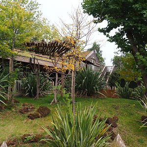 Queensland koala outdoor exhibit, 2019-10-04