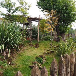 Queensland koala outdoor exhibit, 2019-10-04