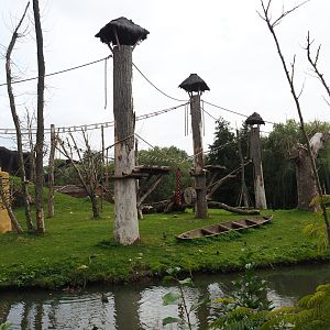 Western lowland gorilla and Kikuyu colobus island, 2019-10-04