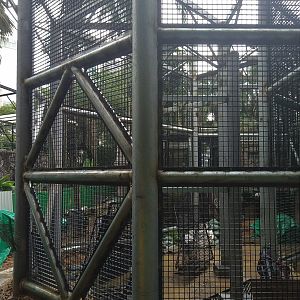 Orangutan Exhibit Under Construction