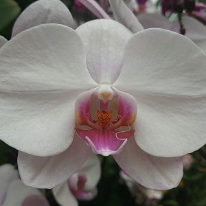 Orchid