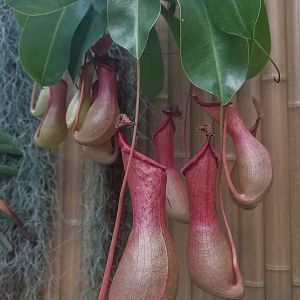 Nepenthes