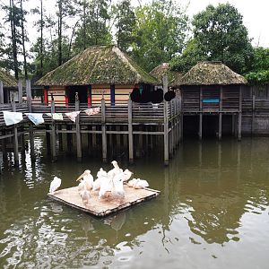 African stilt village and great white pelican nesting island, 2019-10-04
