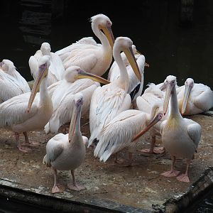 Great white pelicans (Pelacanus onocrotalus) on nesting island, 2019-10-04