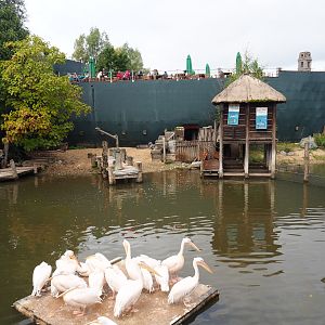Pygmy hippopotamus and great white pelican exhibit, 2019-10-04