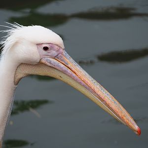 Great white pelican (Pelecanus onocrotalus), 2019-10-04
