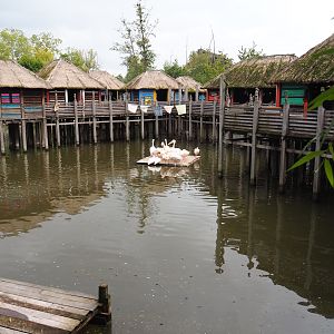 African stilt village with pygmy hippopotamus and great white pelican pool, 2019-10-04