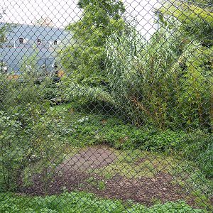 Shoebill aviary next to the Mersus Emergo reptile house ship, 2019-10-04