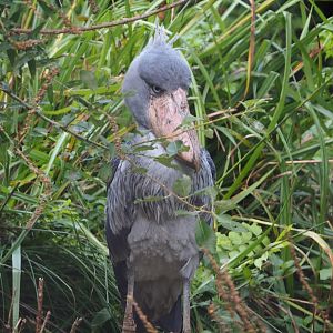 Shoebill (Balaeniceps rex), 2019-10-04