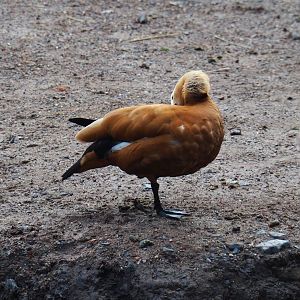 Ruddy shelduck (Tadorna ferruginea), 2019-10-04