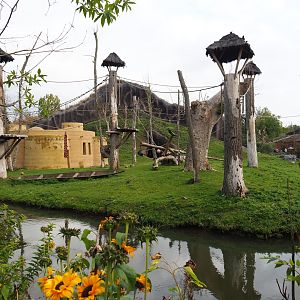 Western lowland gorilla and Kikuyu colobus island, 2019-10-04